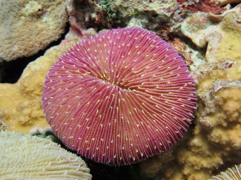 A pink coral sits on rocks. 