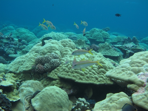 Fish swim around a coral reef on Kingman
