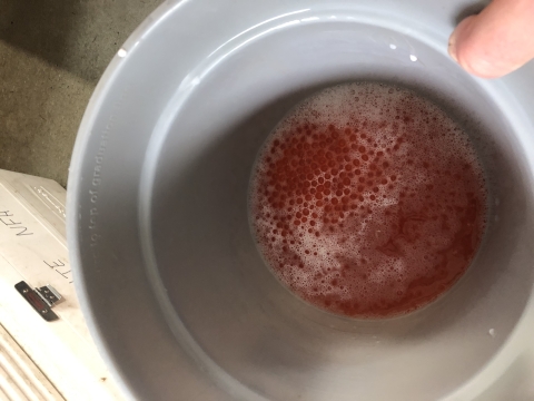 fertilized eggs