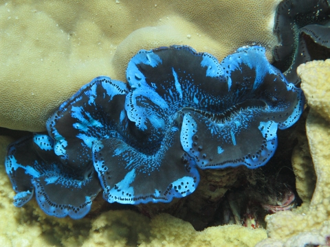 A blue giant clam sits between two white corals