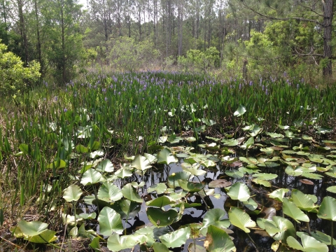 A marsh with lots of plants growing out of the water.