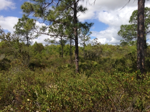 Scrub habitat and pine trees.