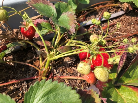 edible strawberry garden
