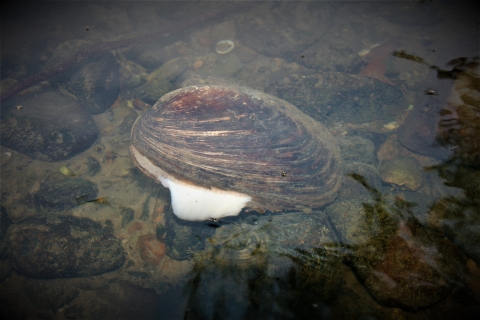 Mussel with it's foot out of the shell sitting on the bottom of the Tippecanoe River.