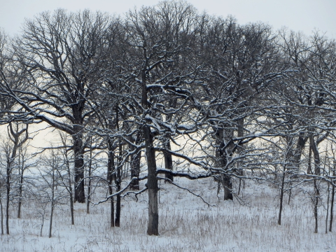 Bur oak trees covered in snow at sunset