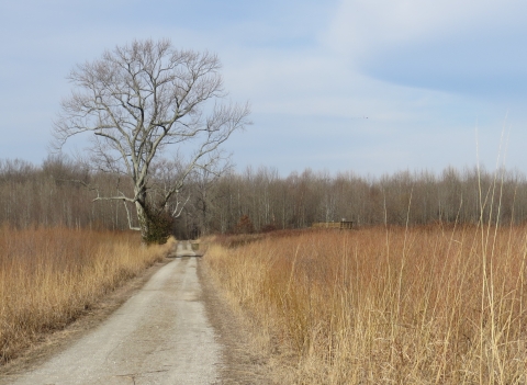 Lane to observation deck by grassland with large tree