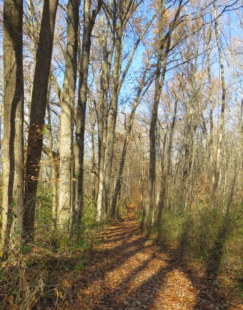 Turkey Trail in fall woods