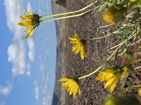 wildflowers in central Oregon