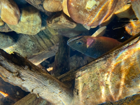 Trout under log, Idaho