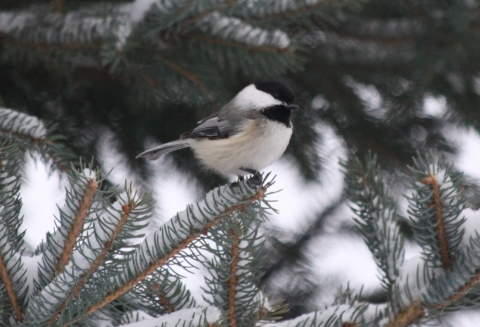 Black-capped chickadee on a snowy evergreen branch
