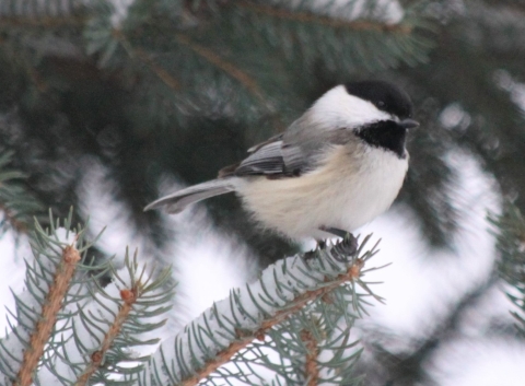 Black-capped chickadee on a snowy evergreen branch