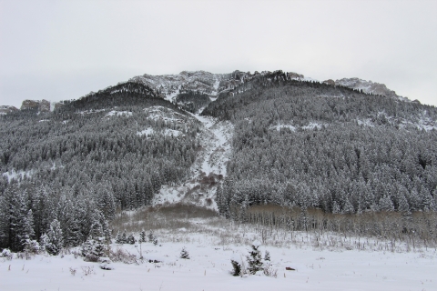 Snow covers a forested mountain looking up from the base of its avalanche chute 