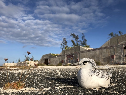 A juvenille red-tailed tropicbird sits on asphalt in front of bunkers on Johnston. 