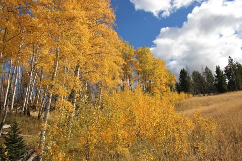 Mature aspen trees are in full fall color display as golden yellow contrasts against a blue sky with white fluffy clouds at Red Rock Lakes National Wildlife Refuge.