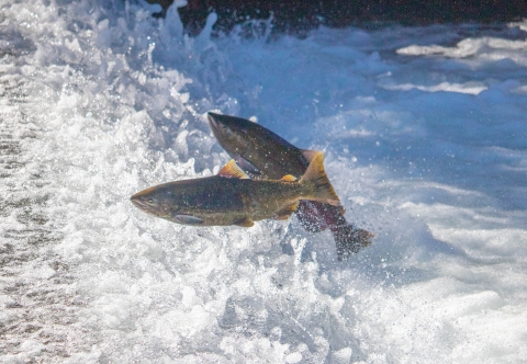 Adult Chinook salmon jumping out of the water