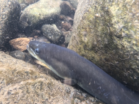 Close up of American eel under water