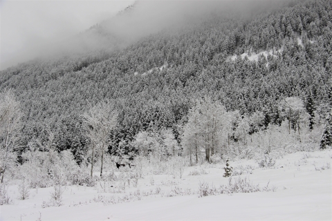 A cow and calf moose hidden in the trees and after effects of a Refuge snowstorm.