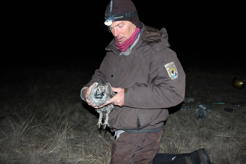 A biologist prepares to release a hen sage grouse with antennae collar affixed as part of a research study