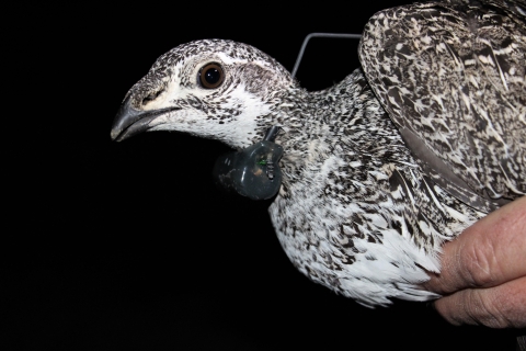 Closeup view of a hen sage grouse fitted with a radio tracking collar