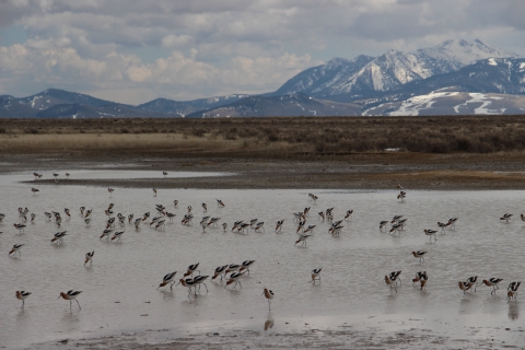 American avocets feeding in shallow water with mountains in the background after having just arrived back to the Refuge in March via return spring migration.