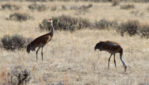 A pair of sandhill cranes feed in short grass