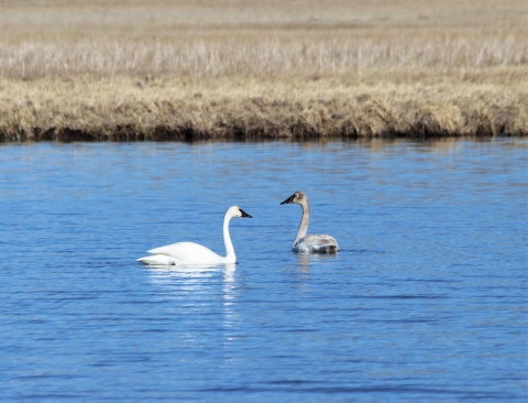 An adult and cygnet trumpeter swan swimming