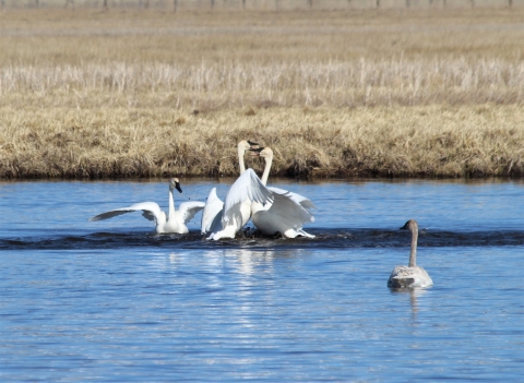 A group of three trumpeter swans displaying aggressive behavior. 