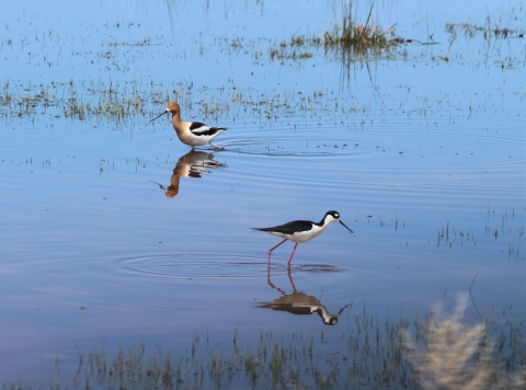 An American avocet and black-necked stilt feed in a shallow wetland together