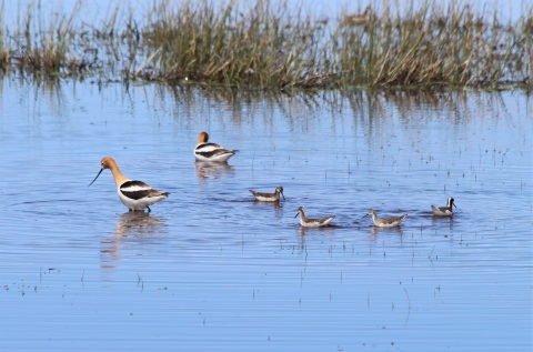 American avocets and Wilson's phalaropes feed together in a shallow wetland