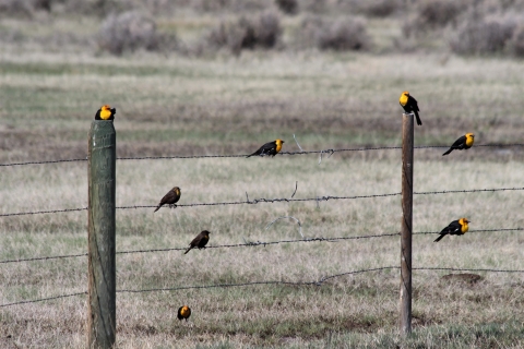 A group of yellow-headed blackbirds sit on a fence.