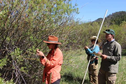 USFWS seasonal technicians perform willow browse surveys