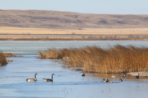 Canada geese, mallards, and pintails sit on a wetland at Bowdoin National Wildlife Refuge