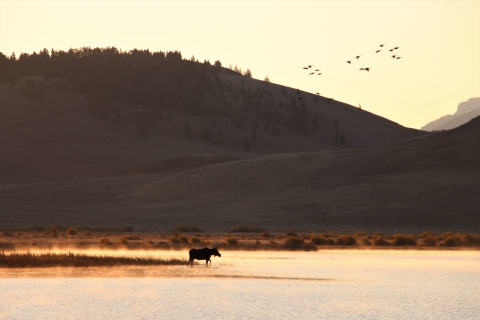 A cow moose comes to the edge of widgeon pond at sunrise as the landscape is bathed in early morning yellow light and steam rises from the early morning chill with geese flying overhead.