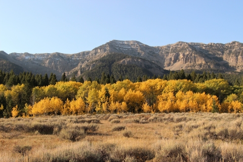 Golden aspen trees at the base of mountains under clear skies