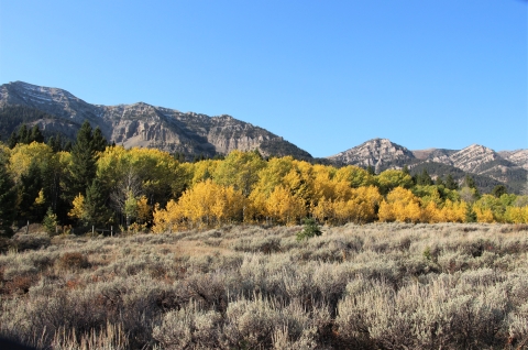 An early autumn morning with clear blue skies in the sage, yellow aspens, and mountains at Red Rock Lakes National Wildlife Refuge