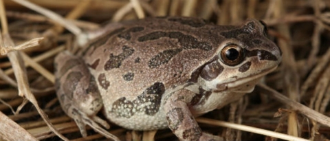 The state threatened Illinois Chorus Frog in a mat of vegetation.