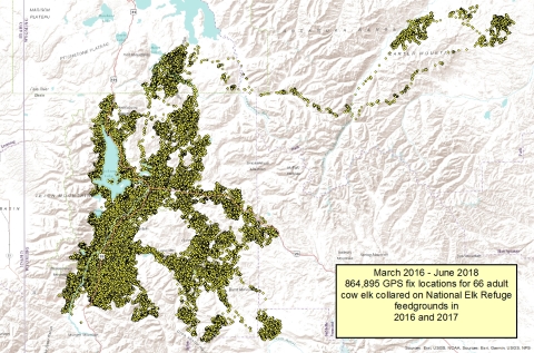 A map with yellow dots, text reads March 2016-June 2018 864,895 GPS fix locations for 66 adult cow elk collared on National Elk Refuge feedgrounds in 2016 and 2017.