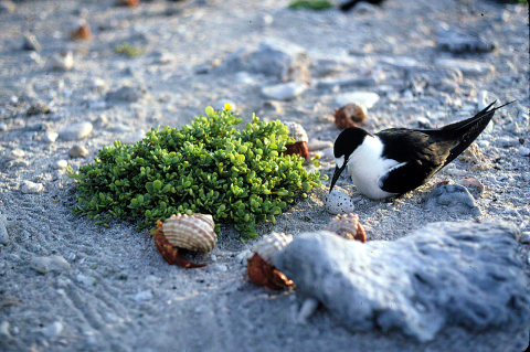 A sooty tern sits by her egg. She is surrounded by hermit crabs. 