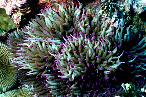 A sebae anemone sits amongst coral. It is beautifully colored a greenish blue with bright purple tips. 