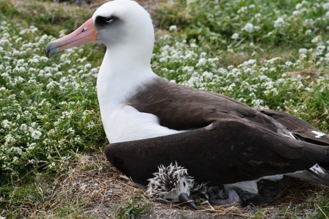 Adult Laysan albatross with chick on Midway Atoll
