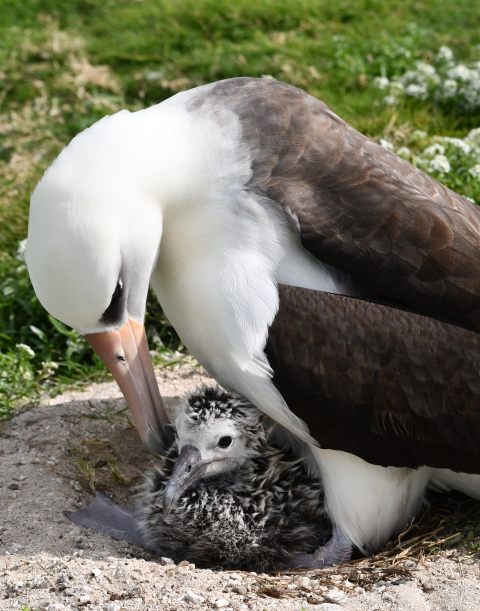 Adult Laysan albatross with chick on Midway Atoll