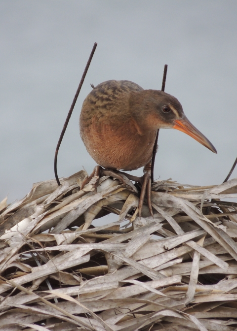 Light-footed Ridgway's rail on nest.