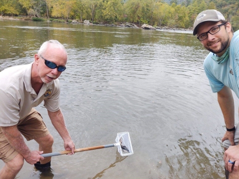 Edenton NFH staff member and NC Wildlife Resources Commission staff member release lake sturgeon using net into French Broad River, NC