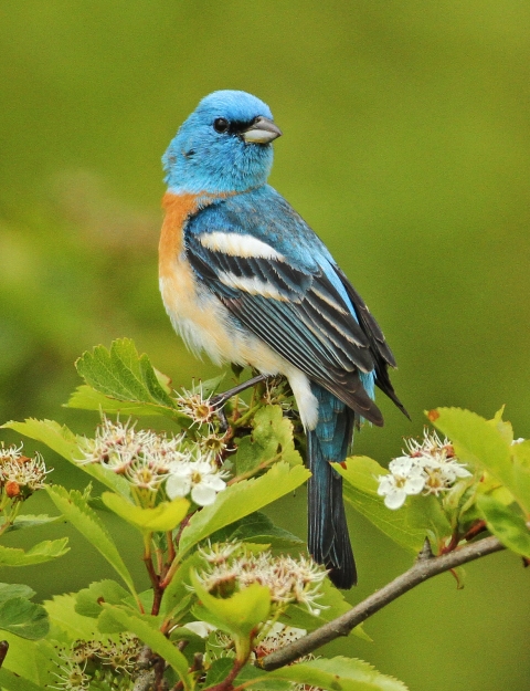 A blue, black, and brown bird is perched on a shrub