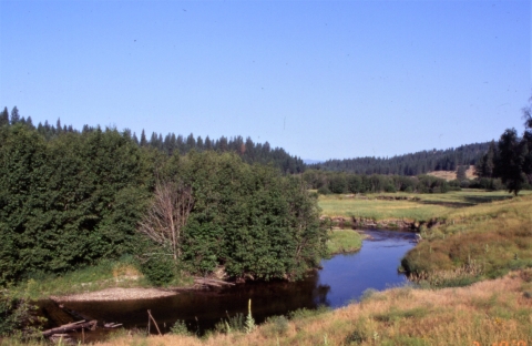 Small river winding through pine forest and grassy hills with a blue sky. 