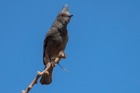 Grey bird perched on a branch