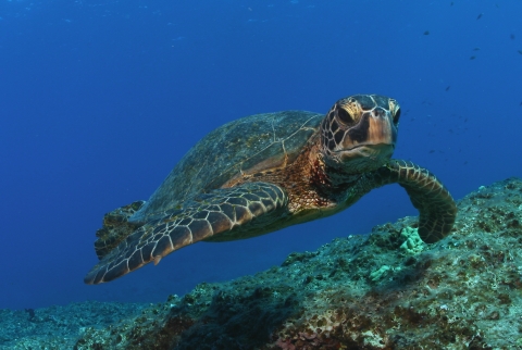 Green sea turtle swims over reef at Midway.