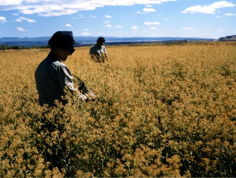 Malheur NWR_Pepperweed Stand