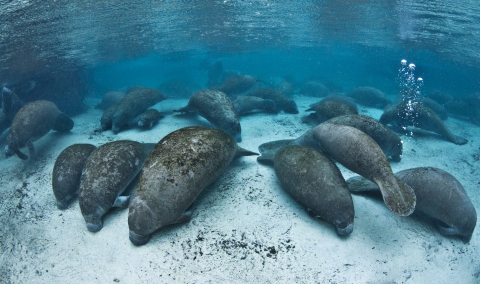 Group of manatees resting in the warm, clear, blue water of Three Sisters Springs 