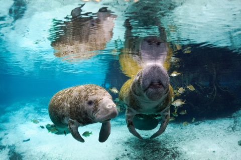 Two large marine mammals covered in algae swimming in crystal clear water